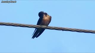 Barn Swallow (Hirundo rustica) - Swallow Bird Species