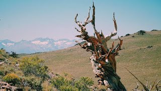 The Oldest Trees in the World! | Ancient Bristlecone Pine Forest