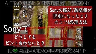 Sonyの瞳AFがどうしても会わないとき！ソニーのオートフォーカスがあほになるときのピント合わせるコツフォーカスが難しいとき【イルコ・スタイル#313】