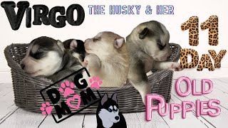 Puppy Love: A Four-Hour Journey With A Caring Husky Mom | Virgo and Her 11 Day Old Pups!