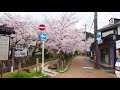 京都　桜の哲学の道を歩く kyoto japan philosopher’s path with cherry blossoms 【4k】