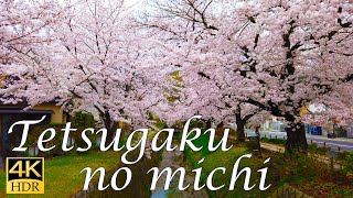 京都　桜の哲学の道を歩く / Kyoto Japan Philosopher’s Path with cherry blossoms 【4K】