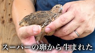 【続編】スーパーの卵から生まれたうずらの物語