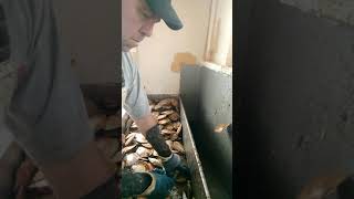 Fastest Scallop shucker ever.....Period