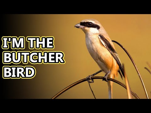 What is a shrike?