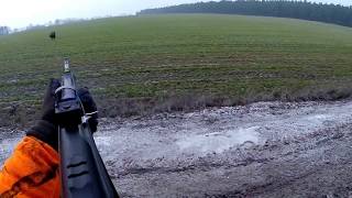 Polowanie na dziki ,Wildschweinjagd,Wild Boar Hunting, Sauer 303 Synchro XT