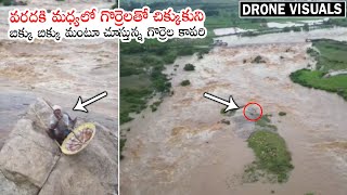 నది మధ్యలో ఇరుక్కుపోయిన గొర్రెల కాపరి.. | Shepherd Stuck Middle Of River Because Of Heavy Floods