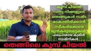 തെങ്ങിലെ കൂമ്പ് ചീയൽ തടയാൻ | Budrot Disease in Coconut | കാർഷിക നുറുങ്ങുകൾ | Karshika Nurungukal