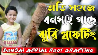 বনসাই গাছে ঝুরি সেটিং ! Bonsai aerial root grafting ! Easy time lapse method !