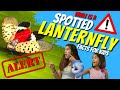 What Are Spotted Lanternflies? Spotted Lanternfly Facts For Kids