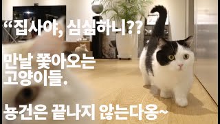 [ENG] 집사야, 심심하니?? 만날 쫓아오는 고양이들~ \