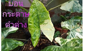 บอนกระดาษดำด่าง/บอนดำด่าง/เพาะไข่บอนกระดาษดำด่าง/Alocasia black stem