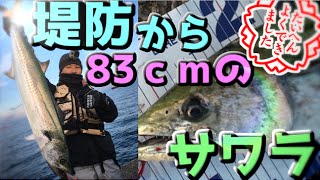 堤防からジグで巨大サワラが釣れた！ライトショアジギング