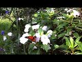 butterfly vs bee