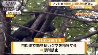 クマ対策　市街地で猟銃発砲可能に【知っておきたい！】【グッド！モーニング】(2025年2月23日)