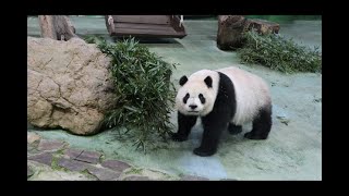 20220506 圓仔竹葉省不得 隔餐勿食真饕客(午餐) Giant Panda Yuan Zai