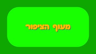 מעוף הציפור