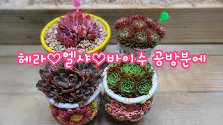 23.5.5.헤라♡엘샤 바이수 낮은 공방분에 독산동에서 오신 고객님 분갈이 해드려요~23.5.5일