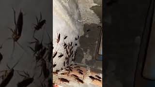 Hamam Böceği Kara Fatma #shorts #bug