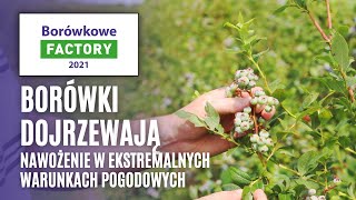 Borówki dojrzewają - nawożenie w ekstremalnych warunkach pogodowych