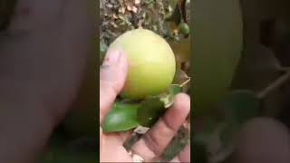 ആപ്പിൾ പോലൊരു ഫ്രൂട്ട് കണ്ടാലോ 😁#trendingshorts #garden #malayalam #shortvideo #fruitharvesting