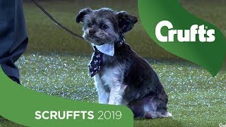 Scruffts Final and Winner Announcement | Crufts 2019