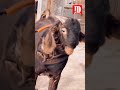 Nisar bhai’s Sirohi Andul at JD Goat Farm #jdgoatfarm #trending #viral #ytshorts #shorts #bakra #jd