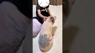 挠挠大白玉 小猪猪🐷 宝宝你是一头小猪 萌宠 萌宠日常记录 它真的好像个小宝宝