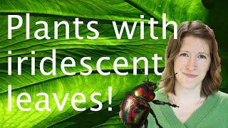 Blue leaves: investigating plant iridescence - Heather Whitney