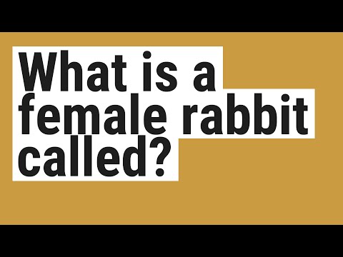 What is a female rabbit called?