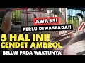 5 HAL YANG MENGAKIBATKAN RONTOK BULU/MABUNG TERLALU CEPAT BELUM PADA WAKTUNYA‼️