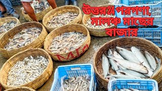 উত্তর 24 পরগণা, মালঞ্চ মাছের বাজার || North 24 Parganas, Malancho Fish Market #fish #kolkata