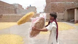 FRYUMS MANUFACTURING PROCESS | HOW PAPAD MADE IN FACTORY