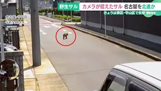 名古屋で目撃相次ぐ野生のサル、なぜ街へ？　24日は東区と守山区で見つかる (24/05/24 16:06)