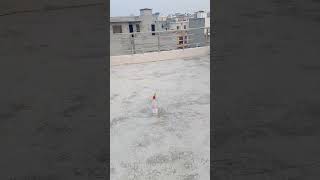 SKY Whistle Mini cock brand | Diwali testing video #diwali #crakerstesting #patakhe