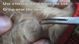 Removing Ticks From Dogs