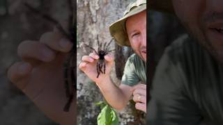 Filmando aranha caranguejeira na mão #spider #aranhas