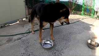 진돗개들아! 실컷 먹어 보자고!