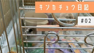 キンカチョウ・オス｜いともたやすく水浴びを成功させる｜Zebra finch