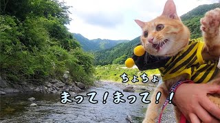 初めて川遊びに来た猫の反応が分かりやすい【下半身不随の保護猫】