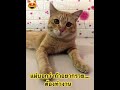 แมวส้มน่ารัก cat แมว family funny catsfamily แมวน่ารัก catlover thaicats cutecat ทาสแมว