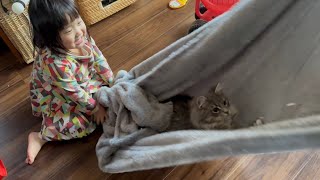 ハンモック遊びをする猫　サイベリアンA cat playing in a hammock. Siberian