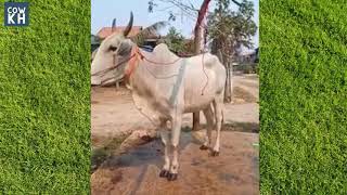 មេគោខ្មែរ ផើម7ខែ លក់ | Cow for sale video  -  Cow for sale low price