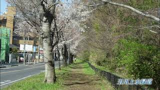 喜平町桜通り、中央公園