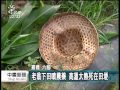 嘉義昨高溫33度 8旬翁下田熱猝死 20140926 公視中晝