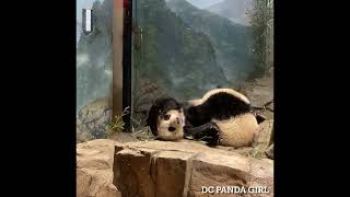 #Giantpanda #XiaoQiJi Loves his Milk and Sugar Cane