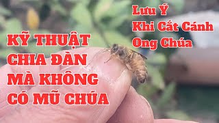 Bí Quyết Chia Đàn Khi Chưa Có Mũ Chúa – Giữ Đàn Ổn Định & Phát Triển Tốt
