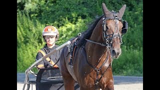 2017 Hambletonian Contenders - Devious Man