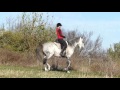 zorro 3rd ride outside bridleless