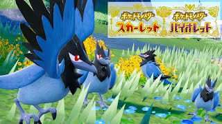 【可愛い】アオガラス６匹に囲まれて癒されピクニック【ポケモンSV】